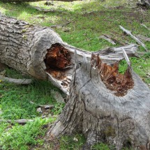 Tree felled by Castors